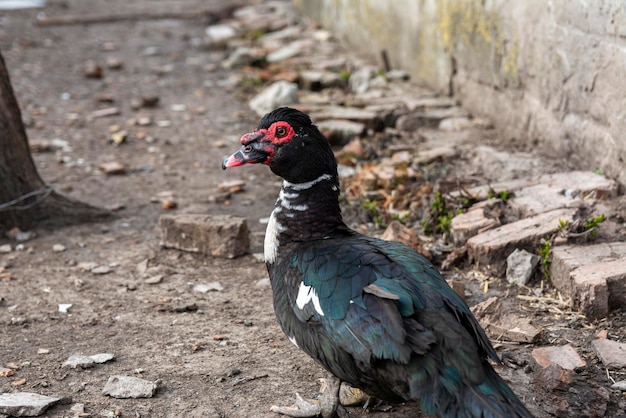 Close-up de pato almiscarado. Retrato de uma ave em um quintal rural em um dia ensolarado. Galinhas e outros animais domésticos no fundo.