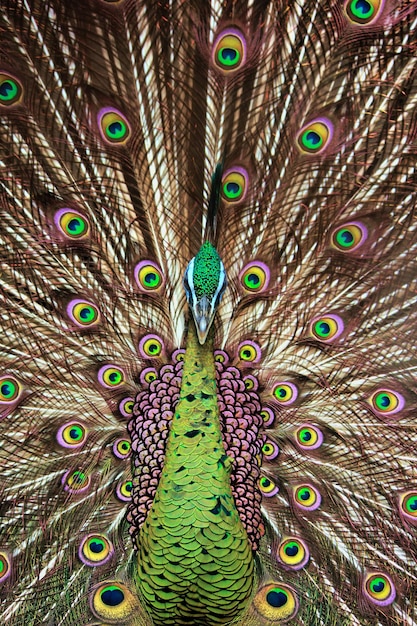 Close-up de pavão