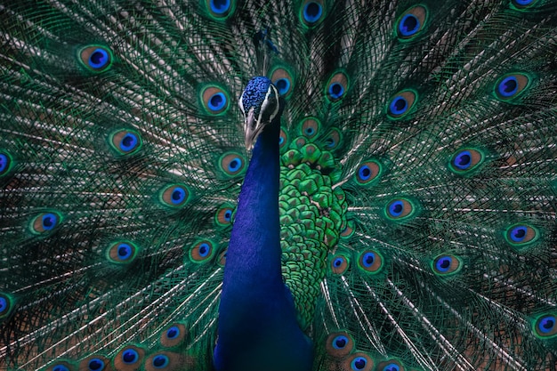 Close-up de pavão