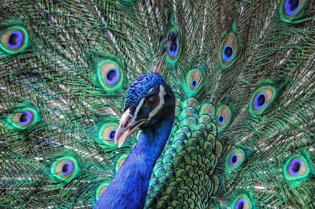 Close-up de pavão