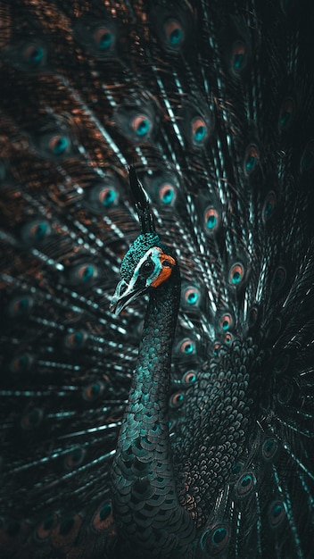 Close-up de pavão
