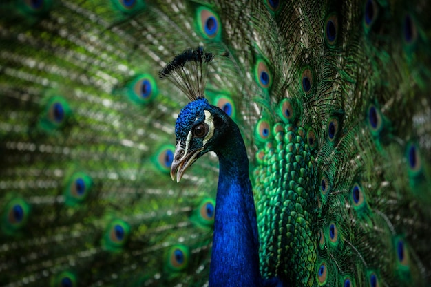 Close-up de pavão