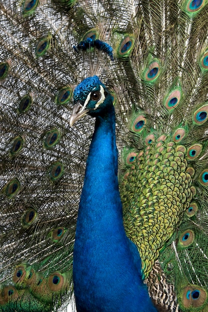 Close-up de pavão