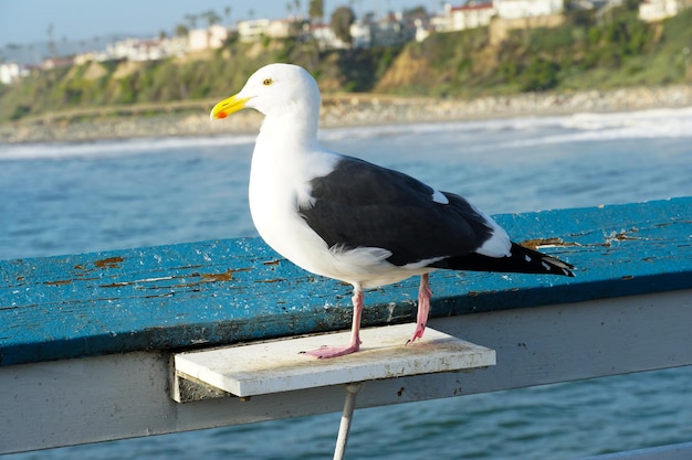 Close-up de pé de gaivota em um cais com mar e litoral ao fundo