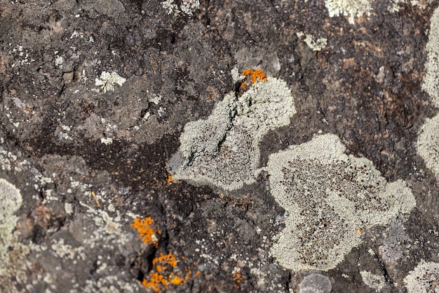 Close-up de pedras cinzentas de rochas da montanha cobertas de musgo. Montanhas cobertas por um padrão de lascas, rachaduras, vegetação e musgo