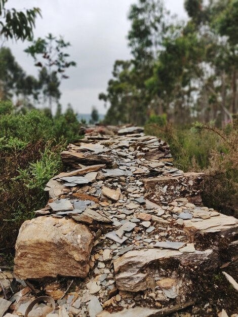 Foto close-up de pedras empilhadas por árvores na floresta contra o céu