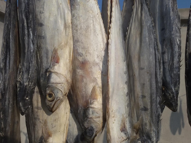 Close-up de peixe a secar ao ar livre