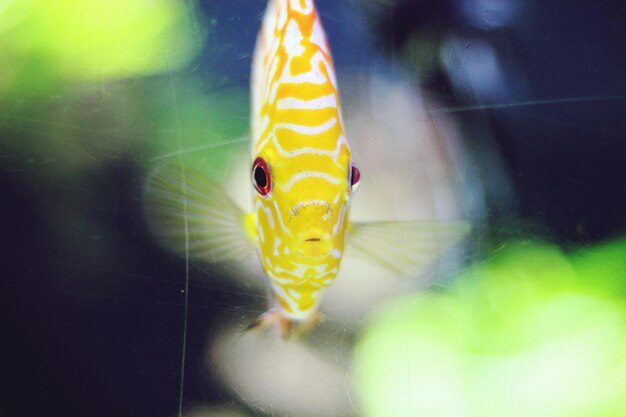 Foto close-up de peixe amarelo