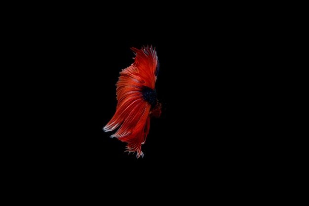 Foto close-up de peixe vermelho contra fundo preto