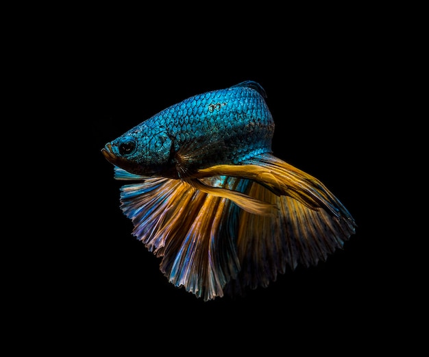 Close-up de peixes contra fundo preto