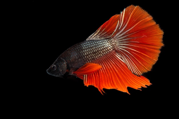 Close-up de peixes contra fundo preto