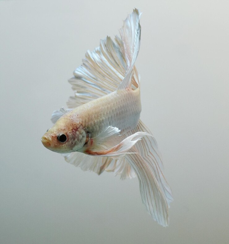Foto close-up de peixes debaixo d'água