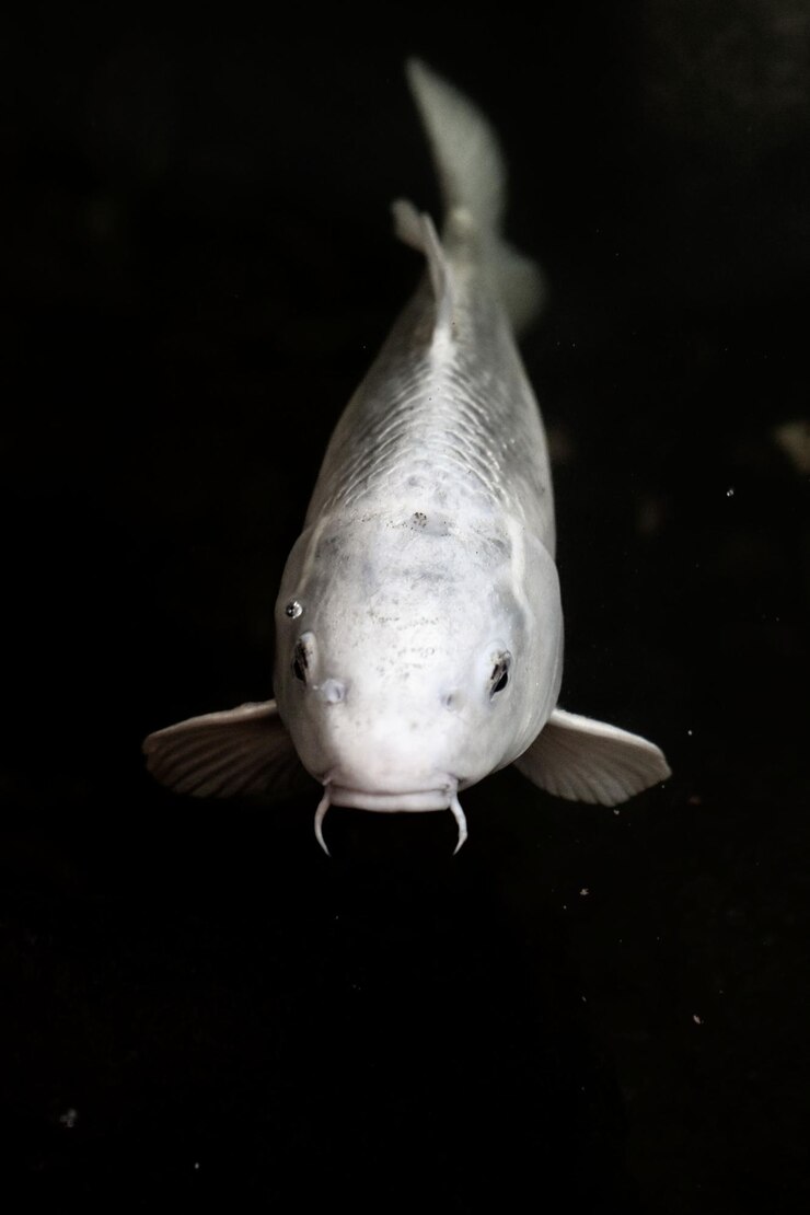 Foto close-up de peixes debaixo d'água