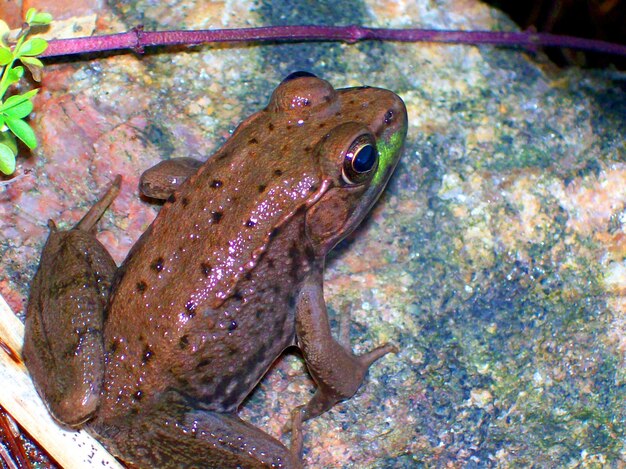 Foto close-up de peixes debaixo d'água