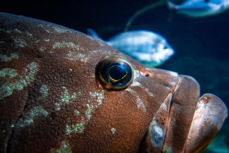 Foto close-up de peixes debaixo d'água