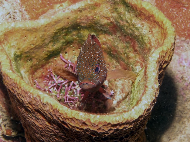 Foto close-up de peixes debaixo d'água