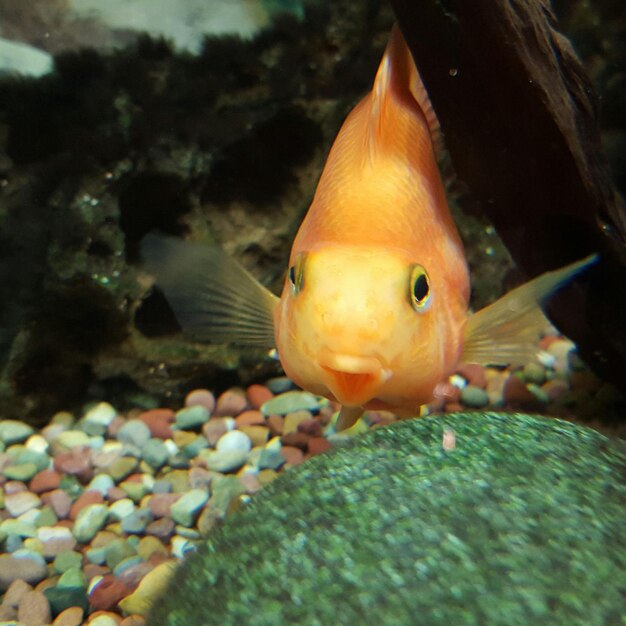 Close-up de peixes em aquário