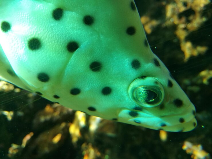 Foto close-up de peixes em aquário