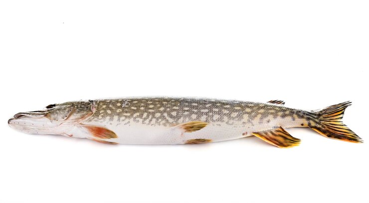 Foto close-up de peixes em fundo branco