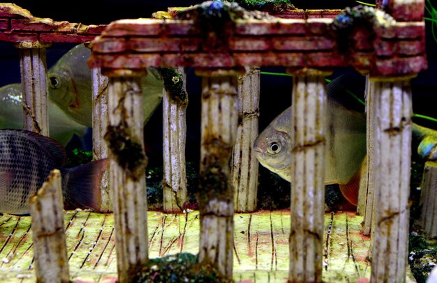 Close-up de peixes em madeira