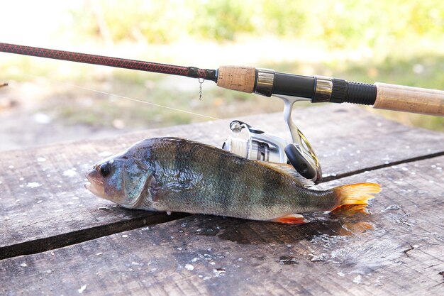 Foto close-up de peixes em redes de pesca