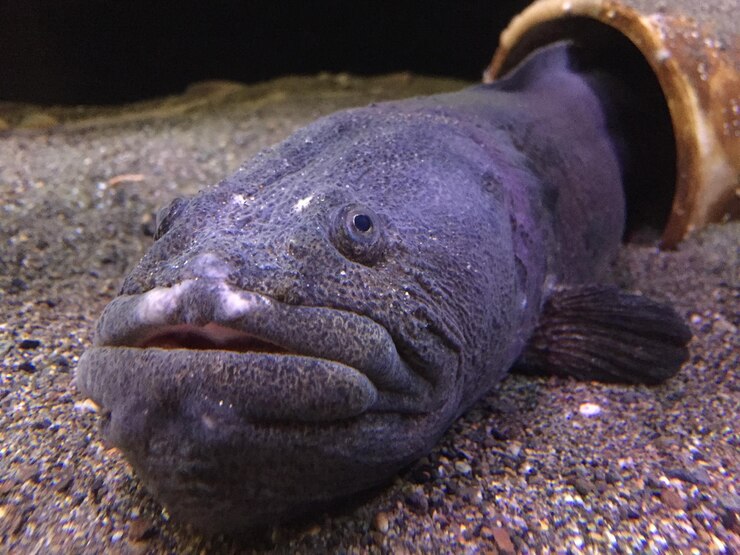 Foto close-up de peixes em seixos