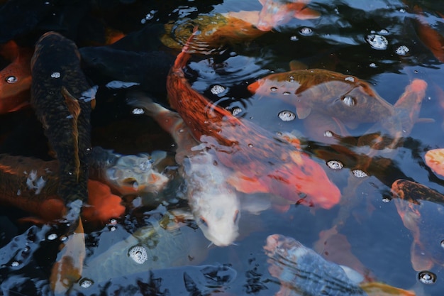 Close-up de peixes em uma lagoa