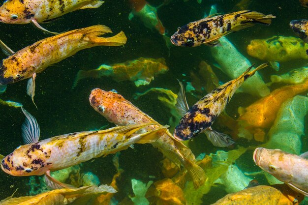 Close-up de peixes koi na água