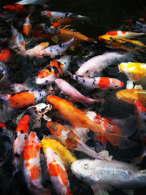 Close-up de peixes koi na água