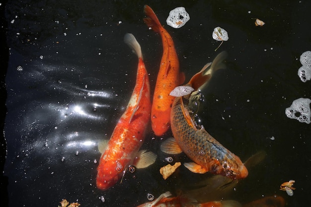 Close-up de peixes koi na água