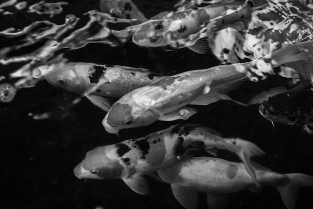 Close-up de peixes koi no mar