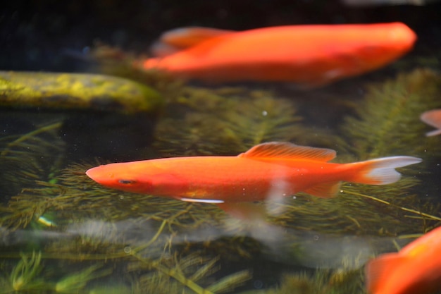 Close-up de peixes koi no mar