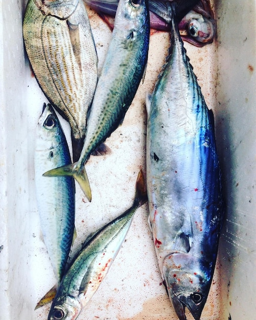 Close-up de peixes mortos no recipiente