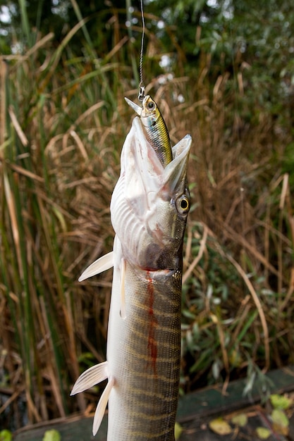 Foto close-up de peixes mortos