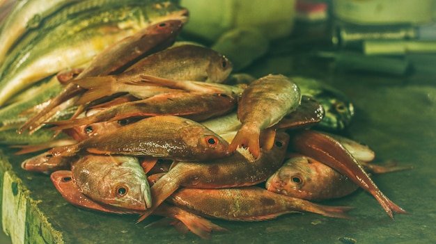 Close-up de peixes mortos