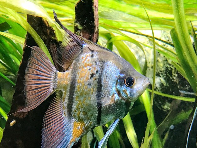 Foto close-up de peixes na água