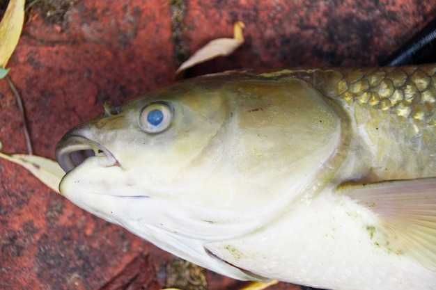 Foto close-up de peixes na mesa