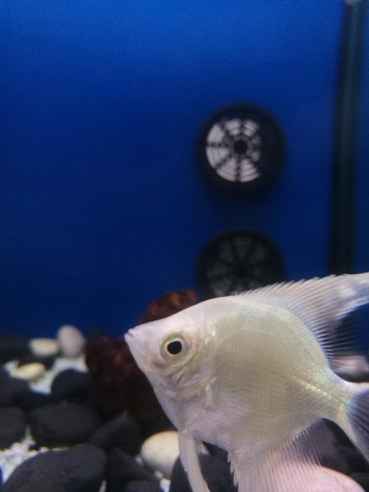 Foto close-up de peixes nadando em aquário