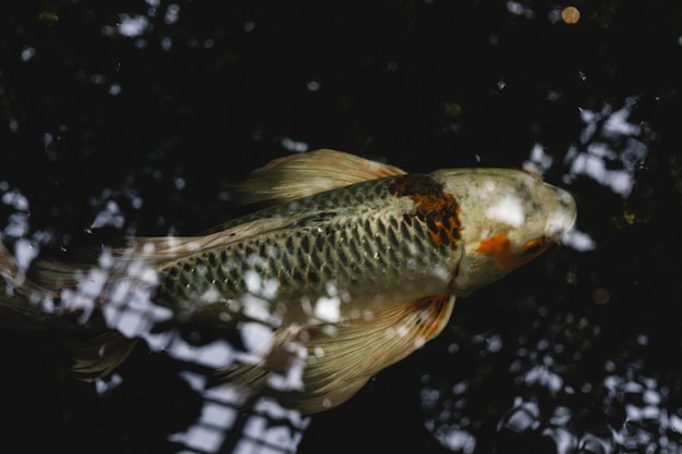 Close-up de peixes nadando em aquário