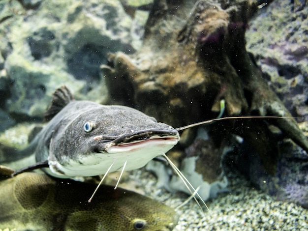 Foto close-up de peixes nadando em aquário