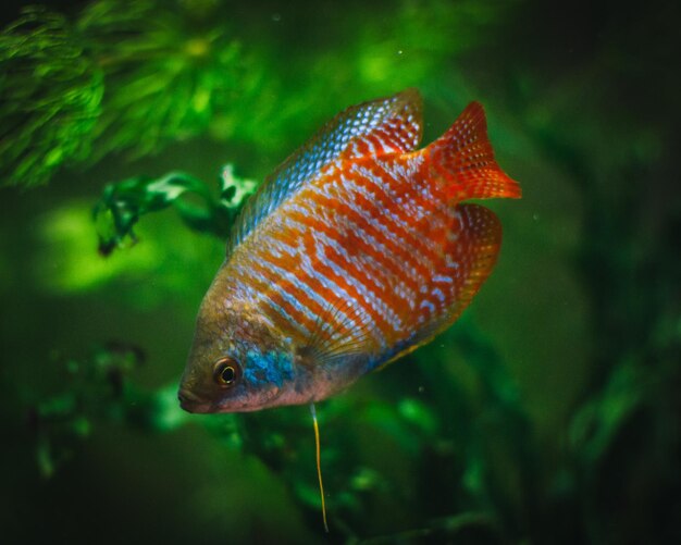 Foto close-up de peixes nadando em aquário