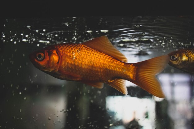 Foto close-up de peixes nadando em aquário