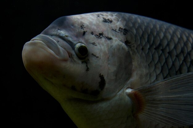 Close-up de peixes nadando em aquário