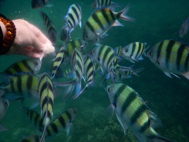 Foto close-up de peixes nadando em aquário