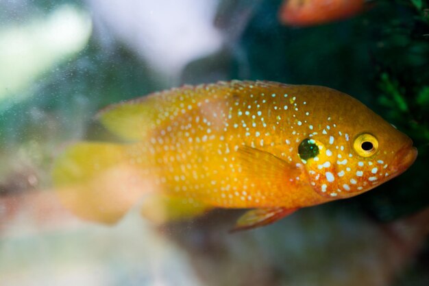 Foto close-up de peixes nadando na água