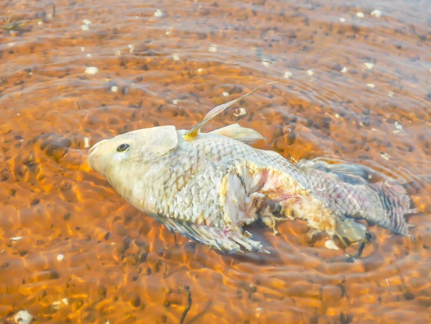 Foto close-up de peixes nadando na água