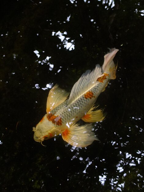 Foto close-up de peixes nadando na água