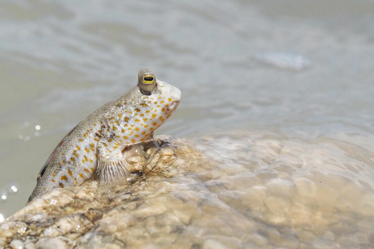 Foto close-up de peixes nadando na água