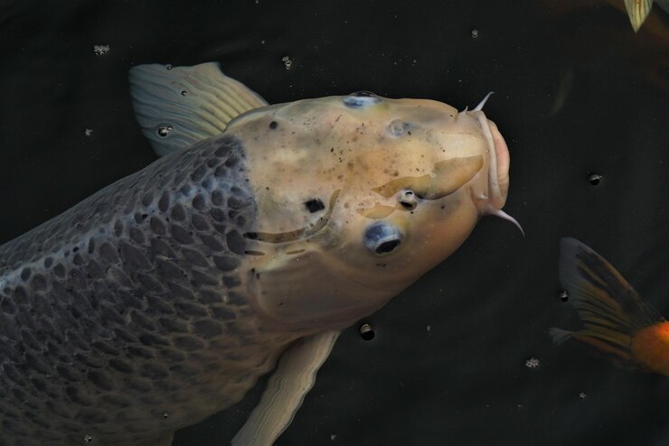 Foto close-up de peixes nadando na lagoa