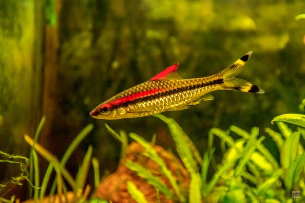 Foto close-up de peixes nadando no aquário